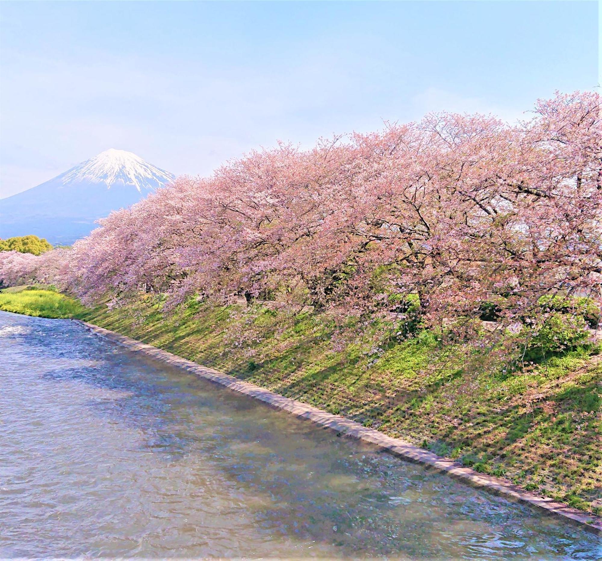 Hotel Associa Shizuoka Exterior photo The river in spring